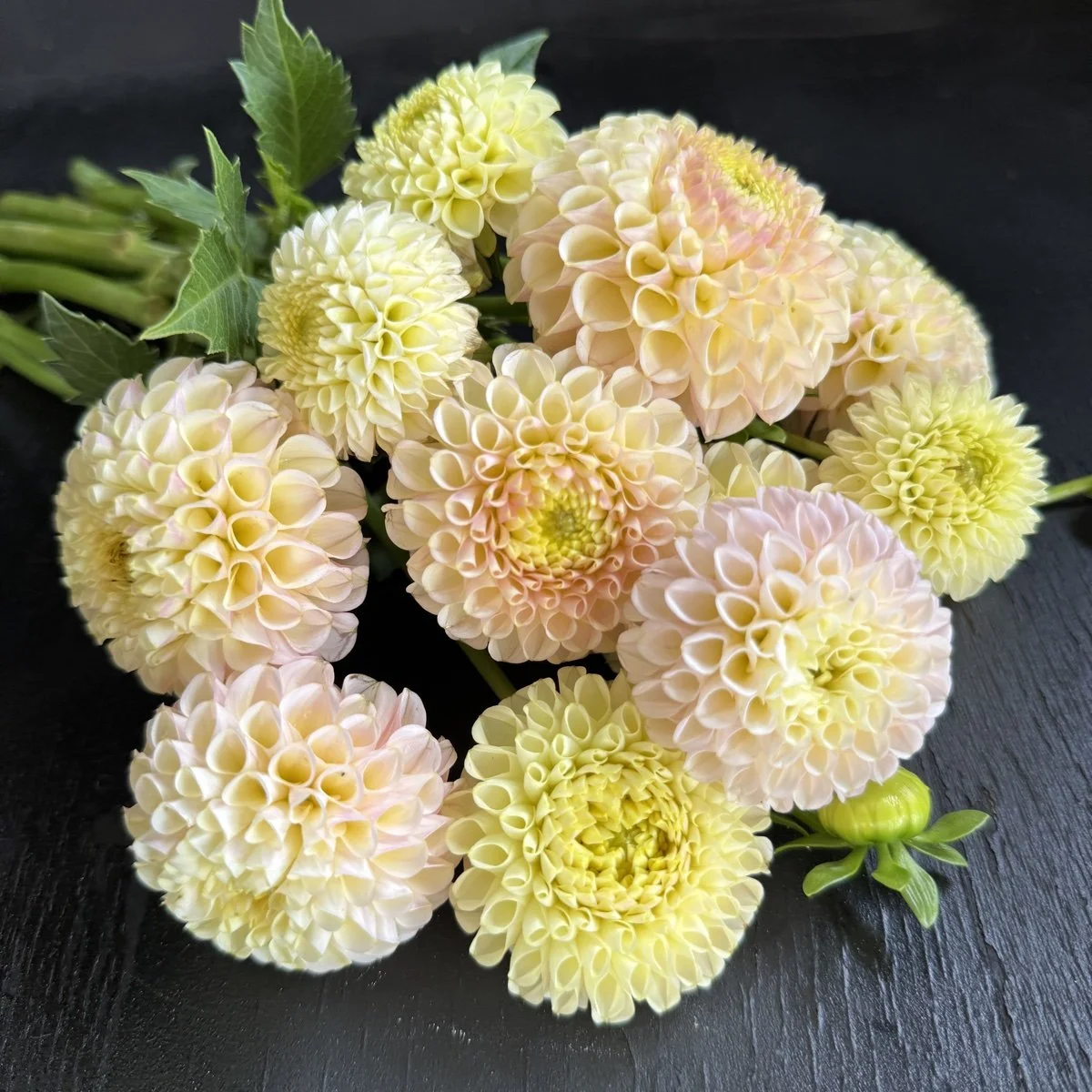 Dahlia+Lee’s+Amelia.jpg?format